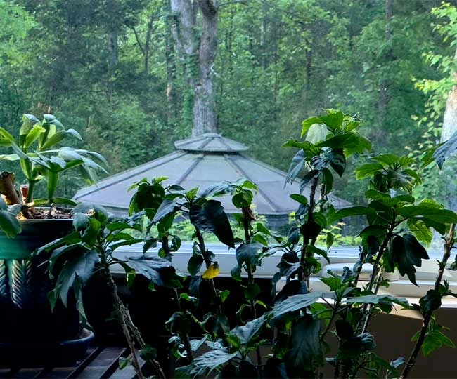 Dhyanyoga